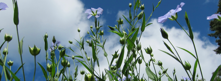 Introduktionskurs ISTDP Göteborg 6-8 maj 2026 (pre core)